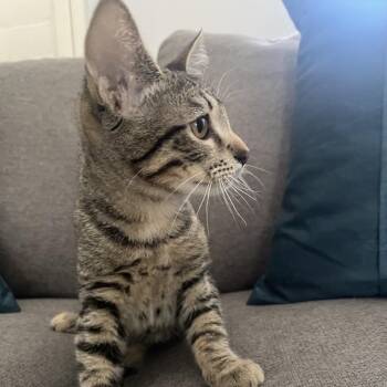 Lana -  Domestic Short Hair Cat for Adoption in Chino Hills, California - Lana | PetCurious