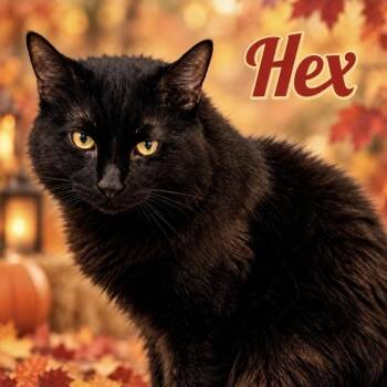 Hex -  Domestic Medium Hair Cat for Adoption in Southbury, Connecticut - Hex | PetCurious