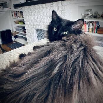 Domestic Short Hair Cats Available for Adoption - Binx And Soot Sprite | PetCurious