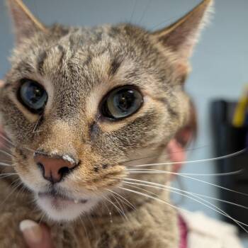 Tony Tom -  Domestic Short Hair Cat for Adoption in Dekalb, Illinois - Tony Tom | PetCurious