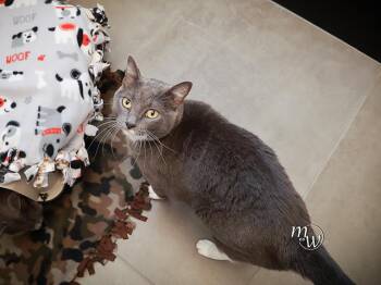 CAPPUCINO -  Domestic Short Hair Cat for Adoption in Omaha, Nebraska - CAPPUCINO | PetCurious