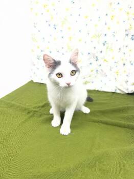 Soup -  Domestic Short Hair Cat for Adoption in Upper Sandusky, Ohio - Soup | PetCurious