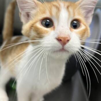 Milky Way -  Domestic Short Hair Cat for Adoption in Calverton, New York - Milky Way | PetCurious