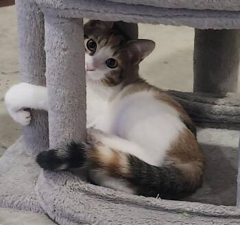 Rescue Domestic Short Hair Cats for Adoption in Hamilton, Ontario - Gwen | PetCurious