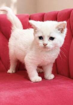 Opal -  Domestic Short Hair Cat Available for Adoption in Snyder, Texas - Opal | PetCurious