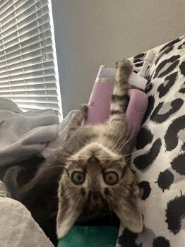 Pua -  Domestic Short Hair and Tabby Cat for Adoption in Dallas, Texas - Pua | PetCurious