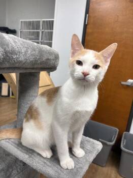 Domestic Short Hair Cats Available for Adoption - Dale | PetCurious