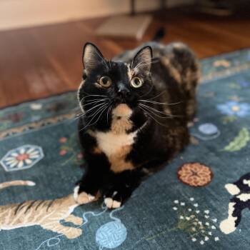 Domestic Short Hair Cats Available for Adoption in Medford Lakes, New Jersey - Sally Steamroller | PetCurious