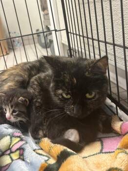 Princess Bubblegum -  Domestic Short Hair Cat for Adoption in Fall River, Massachusetts - Princess Bubblegum | PetCurious