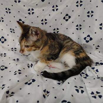 Melissa -  Domestic Short Hair Cat for Adoption in Coos Bay, Oregon - Melissa | PetCurious