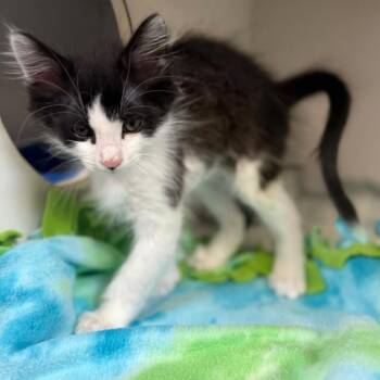 Domestic Medium Hair Cats Available for Adoption in Riverside, California - Asher | PetCurious