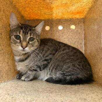 Wanda -  Domestic Short Hair Cat for Adoption in Philadelphia, Pennsylvania - Wanda | PetCurious
