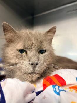 Elvira -  Domestic Long Hair Cat for Adoption in Huntington, Indiana - Elvira | PetCurious