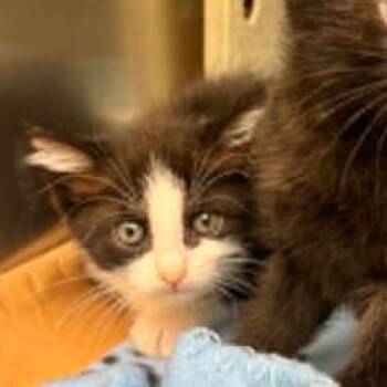 Jack Fruit 26-05-021 -  Domestic Short Hair Cat for Adoption in Bastrop, Texas - Jack Fruit 26-05-021 | PetCurious