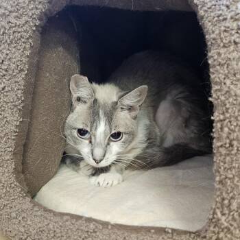 Mochi -  Domestic Short Hair Cat for Adoption in Las Vegas, Nevada - Mochi | PetCurious