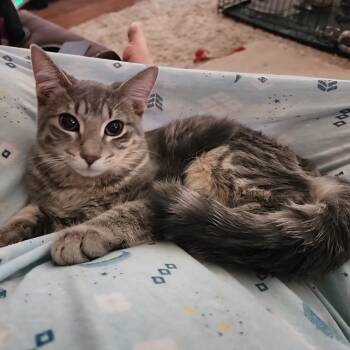 Rescue Domestic Short Hair Cats for Adoption in Grantsville, Utah - Minx | PetCurious