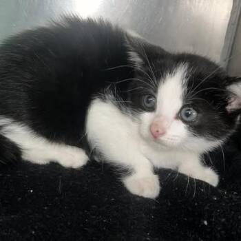 Solstice -  Domestic Short Hair Cat for Adoption in Redwood City, California - Solstice | PetCurious