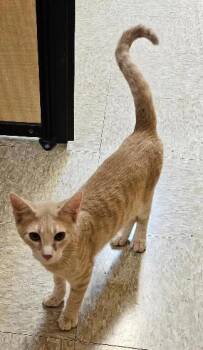 Shawn -  Domestic Short Hair Cat for Adoption in Tulsa, Oklahoma - Shawn | PetCurious