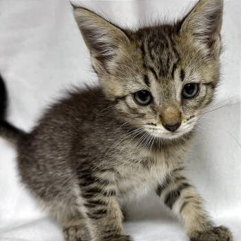Calamity Jane -  Domestic Short Hair Cat for Adoption in Livingston, Texas - Calamity Jane | PetCurious