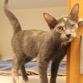 Little Debbie -  Domestic Short Hair Cat for Adoption in Champaign, Illinois - Little Debbie | PetCurious