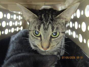 Lana(608) -  Domestic Short Hair Cat for Adoption in Marietta, Georgia - Lana(608) | PetCurious