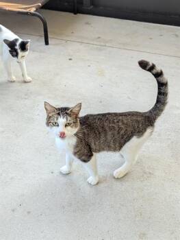Rescue Domestic Short Hair Cats for Adoption in Brunswick, Georgia - TALON | PetCurious