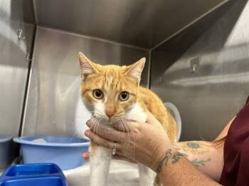 Domestic Short Hair Cats Available for Adoption - APOLLO 2 | PetCurious