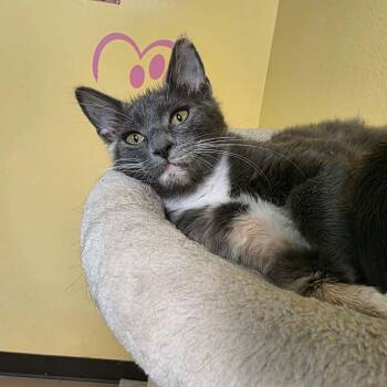Maisy -  Domestic Medium Hair Cat for Adoption in Umatilla, Florida - Maisy | PetCurious
