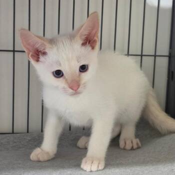 Charlotte -  Siamese Cat for Adoption in Muncie, Indiana - Charlotte | PetCurious