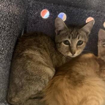 French Bread -  Domestic Short Hair Cat for Adoption in Greensboro, North Carolina - French Bread | PetCurious