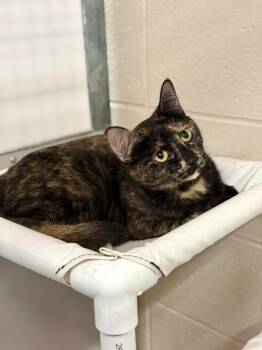 Domestic Short Hair Cats Available for Adoption in Fruit Heights, Utah - Shiloh | PetCurious