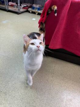 Pixie -  Domestic Short Hair Cat for Adoption in Lovingston, Virginia - Pixie | PetCurious