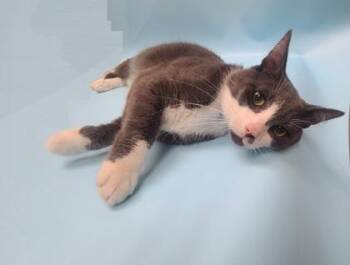 Taffy -  Domestic Short Hair Cat for Adoption in Minneapolis, Minnesota - Taffy | PetCurious