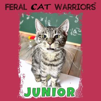 Rescue Domestic Short Hair Cats for Adoption in Kingman, Arizona - Junior | PetCurious