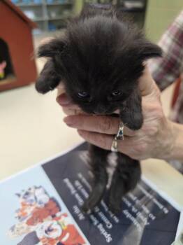 Domestic Medium Hair Cats Available for Adoption in Burnsville, North Carolina - Very Cherry | PetCurious