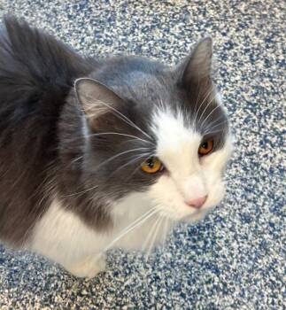 Tosh -  Domestic Medium Hair Cat for Adoption in Golden, Colorado - Tosh | PetCurious