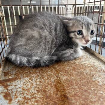 Domestic Short Hair Cats Available for Adoption in Edinburg, Texas - Arden | PetCurious