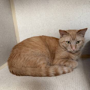 Domestic Short Hair Cats Available for Adoption in Hamilton Township, New Jersey - GOLDIE | PetCurious