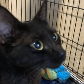 Mama Void -  Domestic Short Hair Cat for Adoption in Marion, Illinois - Mama Void | PetCurious
