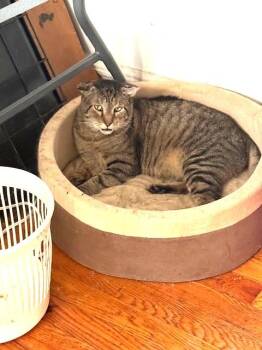 Rescue Domestic Short Hair Cats for Adoption in New York, New York - Nicholas (Crinkly Ears) | PetCurious