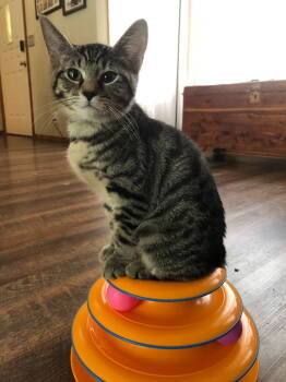 Rescue Domestic Short Hair Cats for Adoption in Battle Ground, Washington - Shelby (Purple) | PetCurious