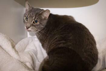 Domestic Short Hair Cats Available for Adoption - DeeDeeDee (m) (FCID# 02/05/2026 - 46 Trainer) | PetCurious