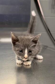 Josh -  Domestic Short Hair Cat for Adoption in Missouri City, Texas - Josh | PetCurious