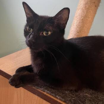 Moss -  Domestic Short Hair Cat for Adoption in Chicago, Illinois - Moss | PetCurious