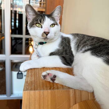 Rescue Domestic Short Hair Cats for Adoption - Irving | PetCurious