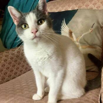 Domestic Short Hair Cats Available for Adoption in Maple Shade, New Jersey - Gumshoe | PetCurious