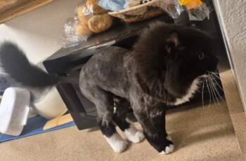 Sylvester Barb -  Domestic Long Hair Cat for Adoption in Phoenix, Arizona - Sylvester Barb | PetCurious