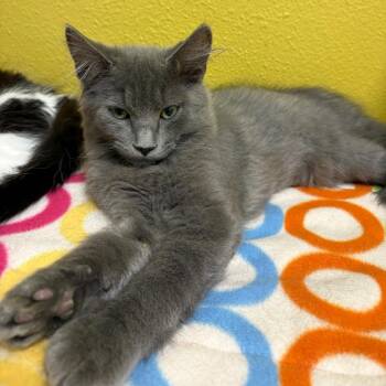 Bat Wings -  Domestic Short Hair Cat for Adoption in Keizer, Oregon - Bat Wings | PetCurious