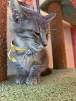 Fred -  Domestic Short Hair Cat for Adoption in Scottsbluff, Nebraska - Fred | PetCurious