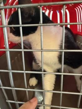 Domestic Short Hair Cats Available for Adoption in Fort Walton Beach, Florida - MITSURI | PetCurious